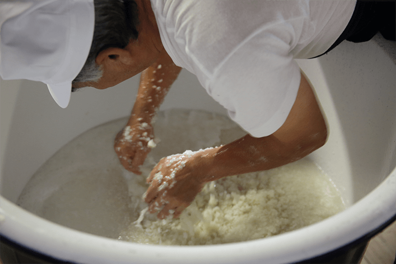 將蒸米、水、酵母放至小桶中培養酵母