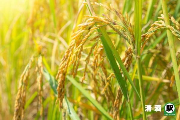 酒米之王「山田錦」的不敗之地