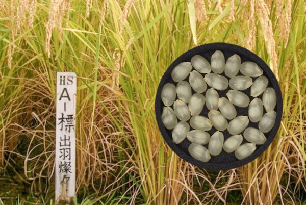 認識吟釀王國山形縣酒造好適米「出羽燦燦」